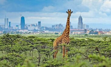 Kenya & Tanzanya & Zanzibar Turları