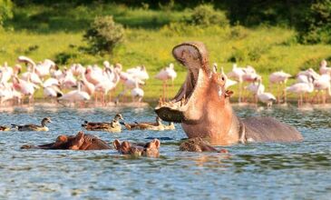 Kenya & Tanzanya & Zanzibar Turları