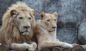 Afrika Büyüsü : Güney Afrika & Victoria Şelaleleri & Botswana Turları