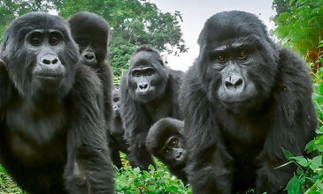 Gümüş Sırtlı Gorillerin İzinde RUANDA - UGANDA