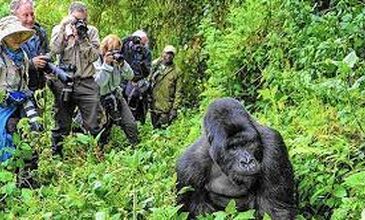 Gümüş Sırtlı Gorillerin İzinde RUANDA - UGANDA