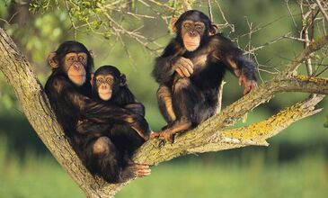 Gümüş Sırtlı Gorillerin İzinde RUANDA - UGANDA