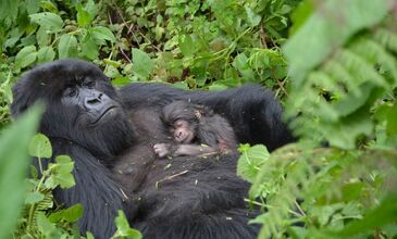 Gümüş Sırtlı Gorillerin İzinde RUANDA - UGANDA