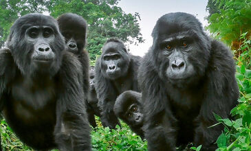 Gümüş Sırtlı Gorillerin İzinde RUANDA - UGANDA