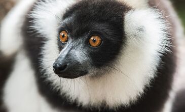 Hint Okyanusunun İncileri MADAGASCAR - MAUIRITIUS