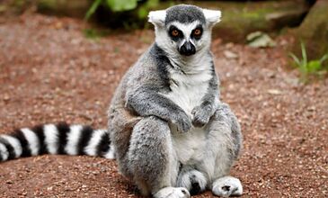 Hint Okyanusunun İncileri MADAGASCAR - MAUIRITIUS