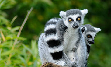 Hint Okyanusunun İncileri MADAGASCAR - MAUIRITIUS