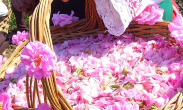 Bulgaristan Sofya Plovdiv (Filibe) Kazanlık Gül Festivali Turu